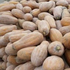 嘉鱼南瓜聚焦市场潘家陈士地诚信合作