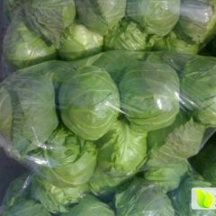 郯城甘蓝著名品种,红花张艳龙诚信合作