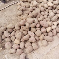 甘肃定西青薯9号土豆随行就市