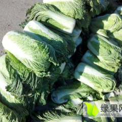 河北昌黎冬储北京3号白菜基地火爆招商