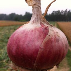 河南宁陵红皮洋葱，果形好，颜色亮、个头大