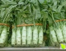 鲁南最大的露天蔬菜种植基地郯城莴苣