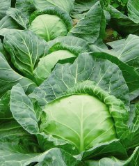 山东郯城中甘21甘蓝陆续上市