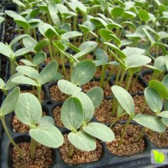 扶沟西瓜苗供应