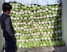 河北省昌黎大量出售北京三号白菜