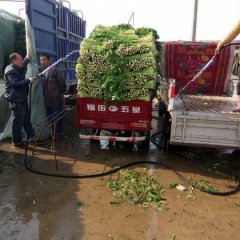 中牟官渡李东莹3月法国皇后芹菜