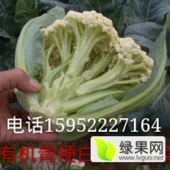 江苏沛县徐康常年供应有机散花