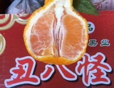 东坡广济夏伟3月不知火丑柑柑橘