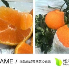 东坡柑橘品质优良,三苏李加齐诚信合作