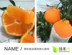 东坡柑橘品质优良,三苏李加齐诚信合作