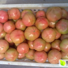 江苏省沭阳县粉红西红柿大量上市