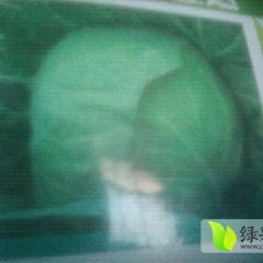 山西陵川绿色无公害，先甘5o2甘蓝