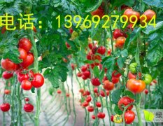 山东禹城硕丰689西红柿著名品牌