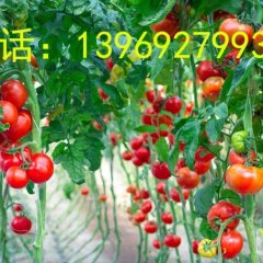 山东禹城硕丰689西红柿著名品牌