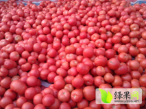 肥乡史寨李志的2月硬粉西红柿