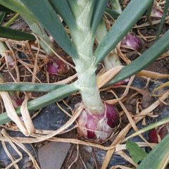 西昌洋葱假一赔十西昌营成祥诚信合作