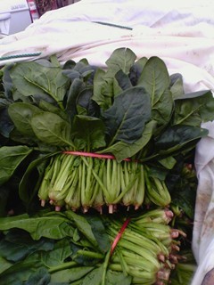 2016年山东金乡大叶菠菜价格
