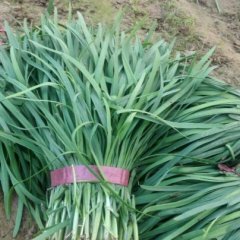 莘县韭菜大量上市燕店李先生诚信合作