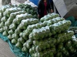 山东郯城中甘21甘蓝价格适宜