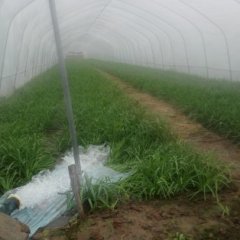 内乡赤眉镇 新鲜头刀韭菜正在热销