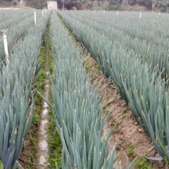 2021福建漳州漳浦大葱上市