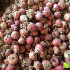 山东金乡张西营供应优质红皮洋葱黄皮洋葱