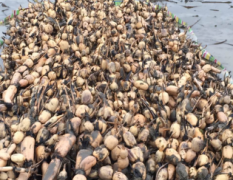2016汉川可以提供10万斤新一号莲藕种