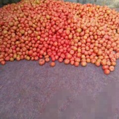 济宁任城区西红柿种植区