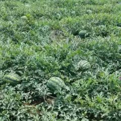 盈江太平刘顺福4月甜王系列西瓜