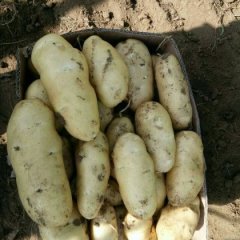 平阴孝直荷兰土豆大量上市中，赵坤诚信合作