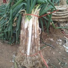 滕州大葱长势旺盛东郭马洪恩诚信合作