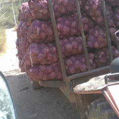 西昌红皮洋葱，我公司诚信合作，为新老顾客做