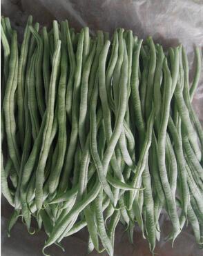 2016年山东莘县四季豆价格