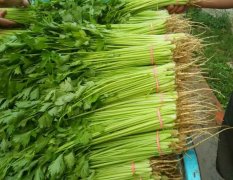 山东聊城山芹，菠菜，香菜大量上市。