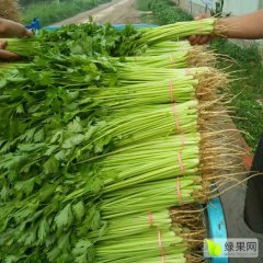 山东聊城山芹，菠菜，香菜大量上市。