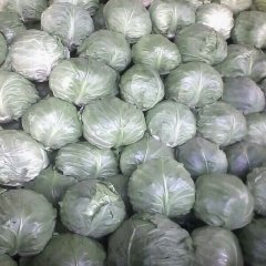 饶阳甘蓝名扬全中国