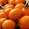 宜昌柑橘橙子大量销售。
