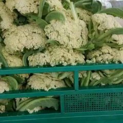 江苏沛县白面青梗松花菜菜花价格行情平稳