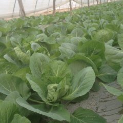 成武白浮蒋宜波3月荷兰绿宝日本铁甘蓝