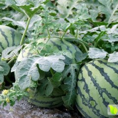 姚安大龙口王仕举4月上市美都、8424西瓜