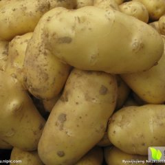 2018山东省滕州马铃薯之乡新土豆即将上市