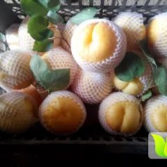 陕西大荔金太阳杏基地金太阳杏价格行情