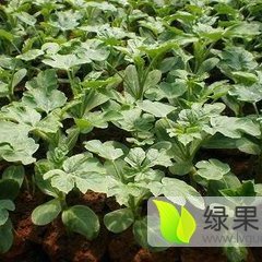 山东惠民京欣双星西瓜种子香甜可口
