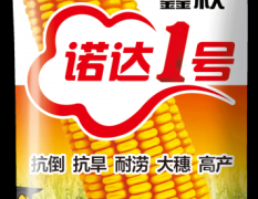 供应玉米种子鑫秋诺达1号 大田种子 高产抗倒伏