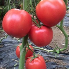 诸城西红柿质量上乘,石桥郎平诚信合作