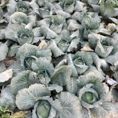 海安大公镇 手上有甘蓝菜出售