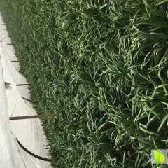 莘县葛楼葛现印2月中绿一号韭菜