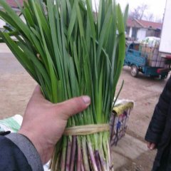 河北香河平韭6号韭菜上货量大