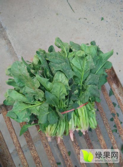 2016年山东金乡大叶菠菜价格