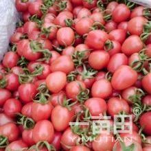 2015年山东莘县千禧价格